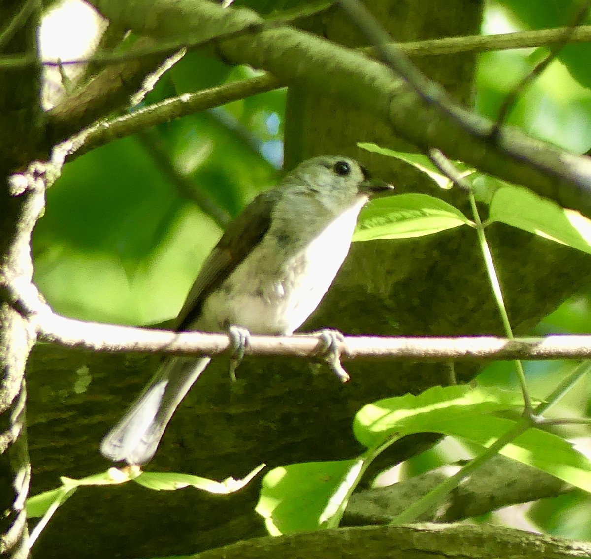 Tufted Titmouse - ML619982571