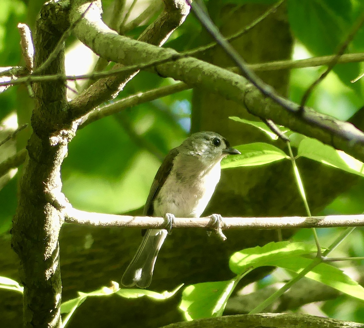 Tufted Titmouse - ML619982572