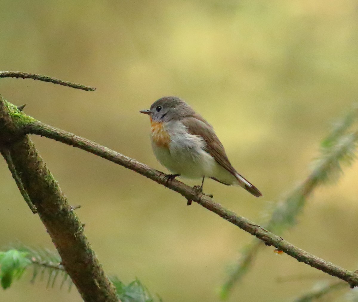 Red-breasted Flycatcher - ML619982573