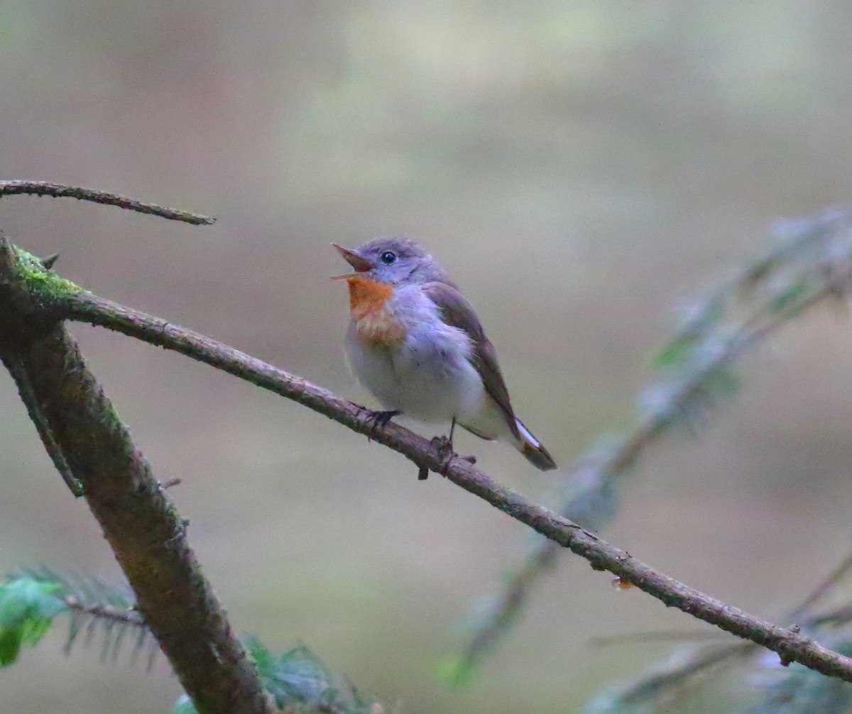 Red-breasted Flycatcher - ML619982574