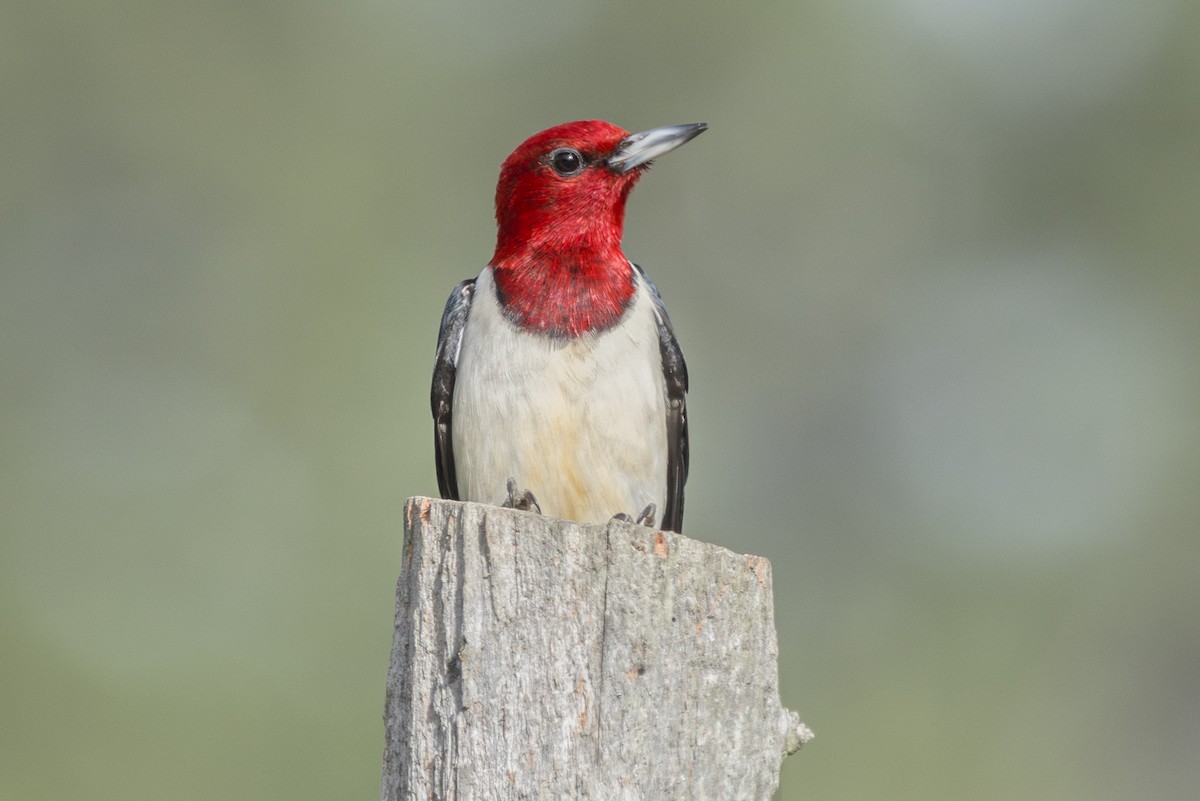 Red-headed Woodpecker - ML619982576