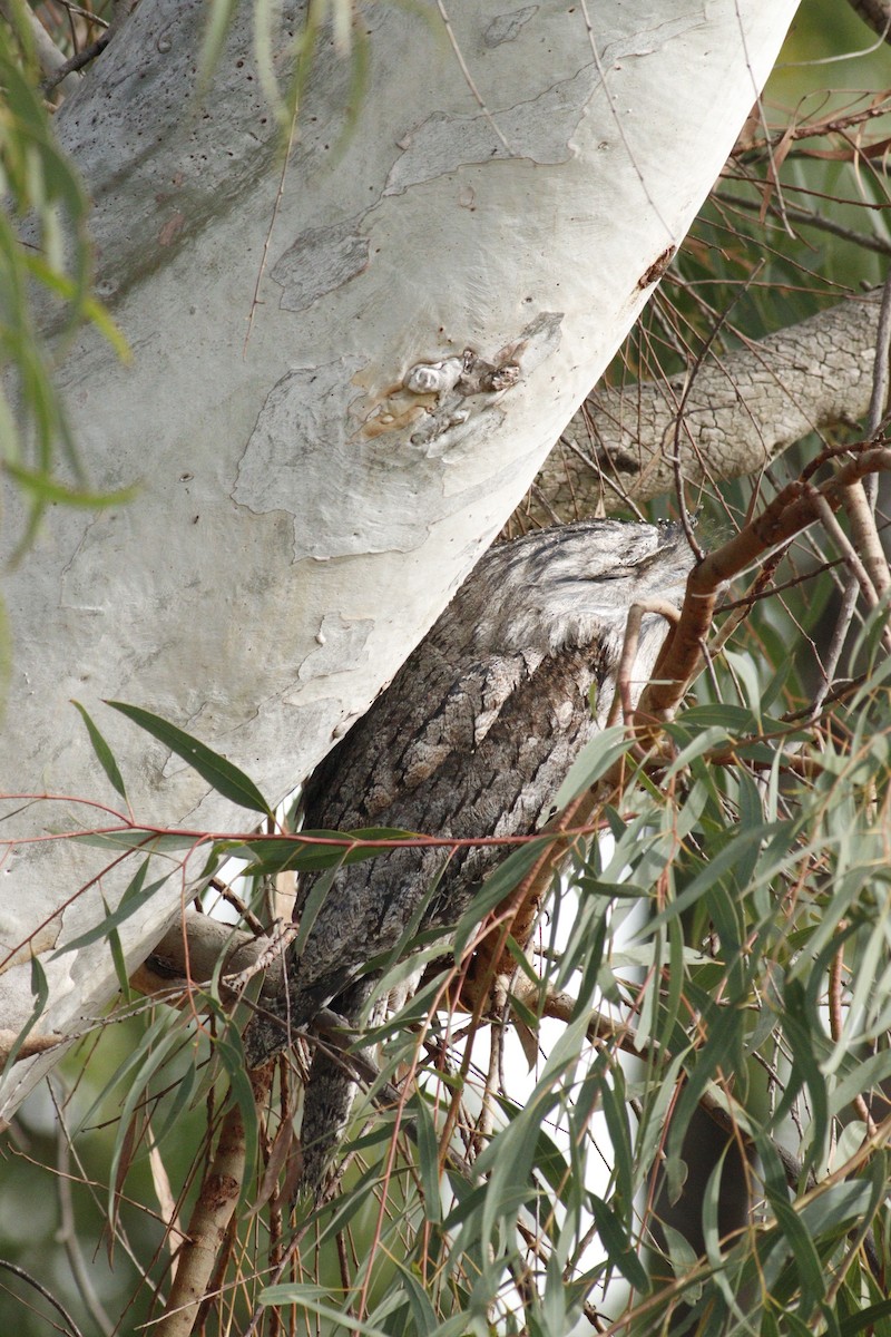 Tawny Frogmouth - ML619982579