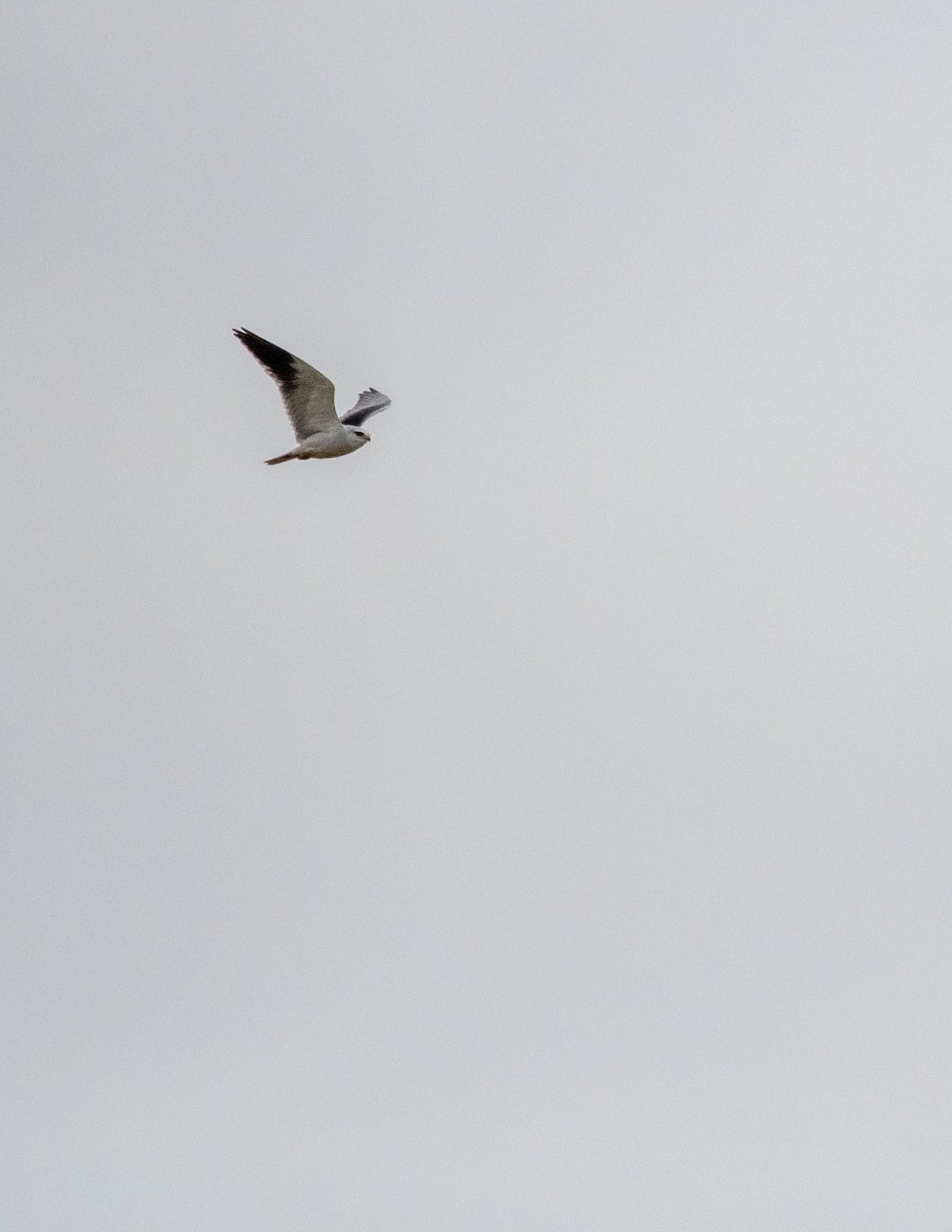 Black-winged Kite - ML619982584