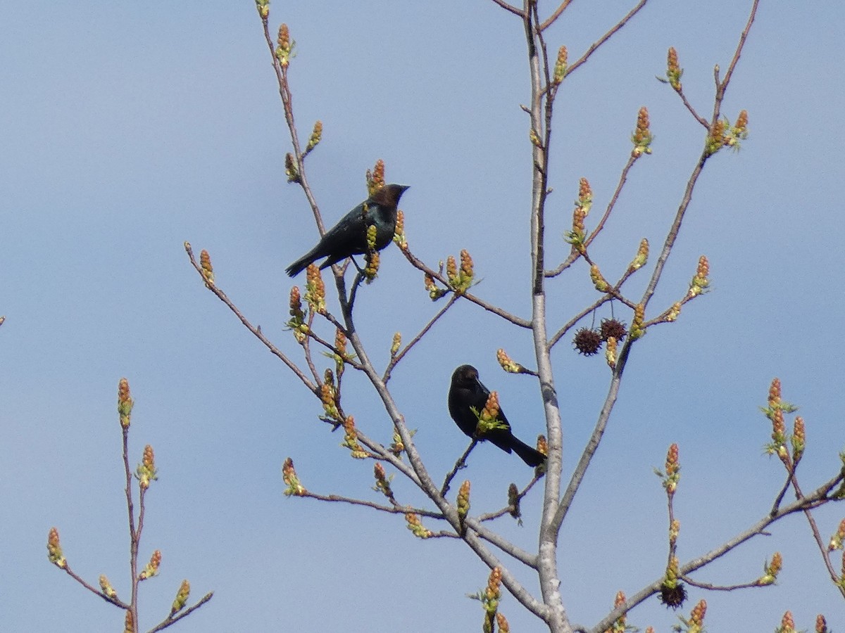 Brown-headed Cowbird - ML619982589