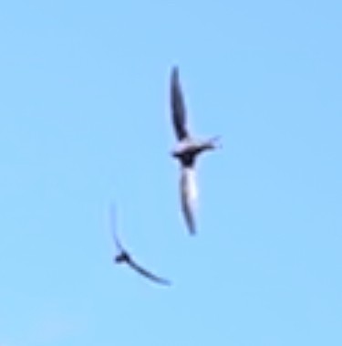 Common Swift - ML619982597