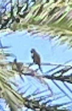 Monk Parakeet - ML619982600