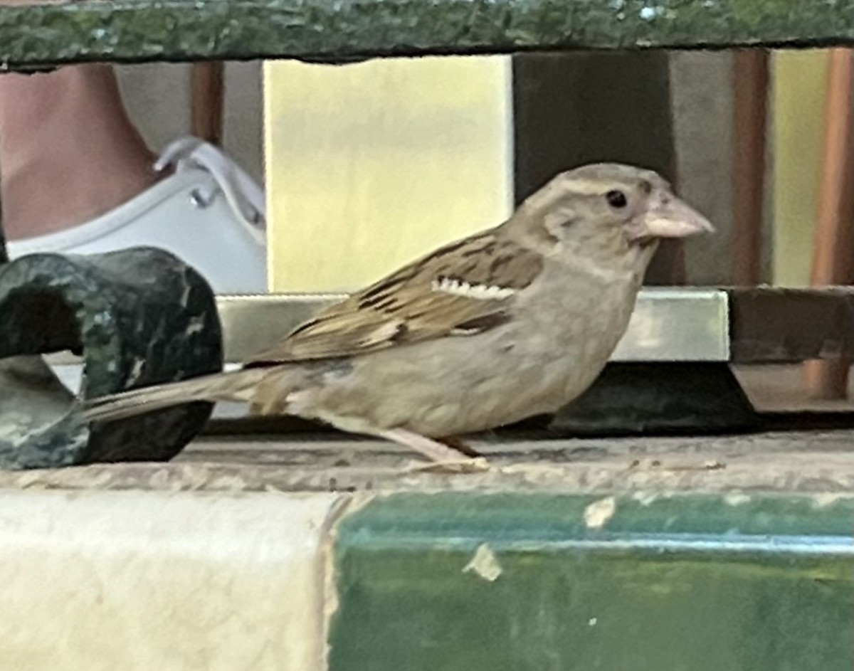 House Sparrow - ML619982602