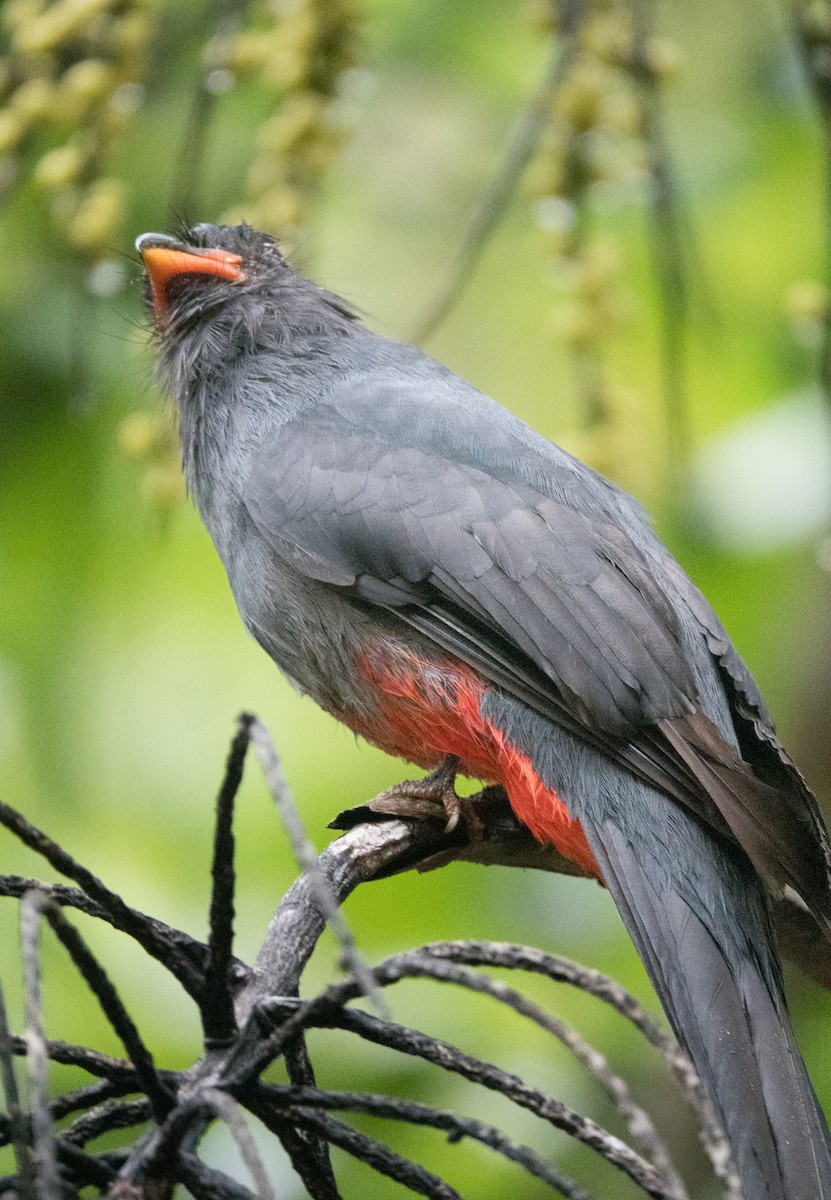 Gri Kuyruklu Trogon - ML619982611