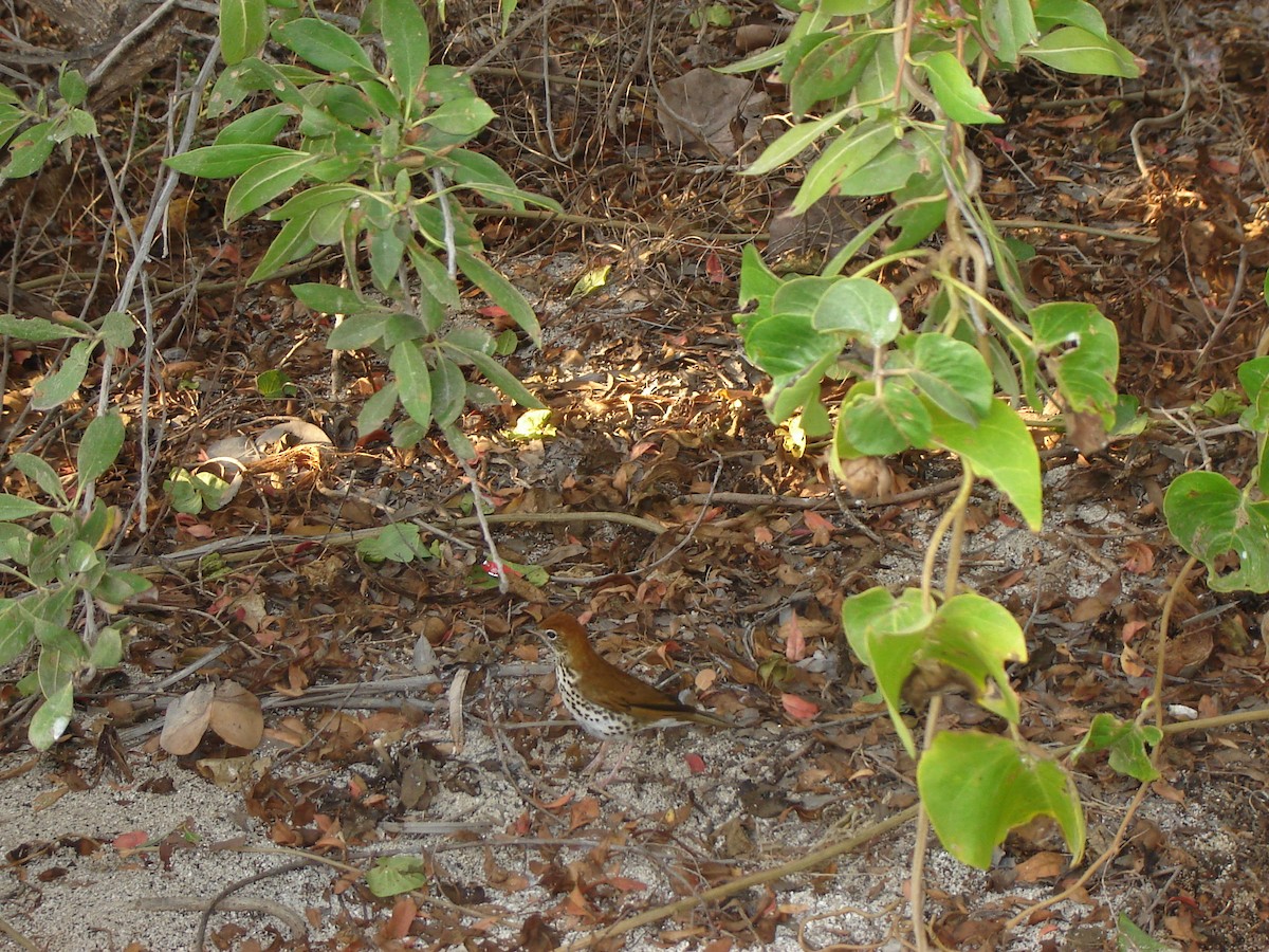 Wood Thrush - ML619982615