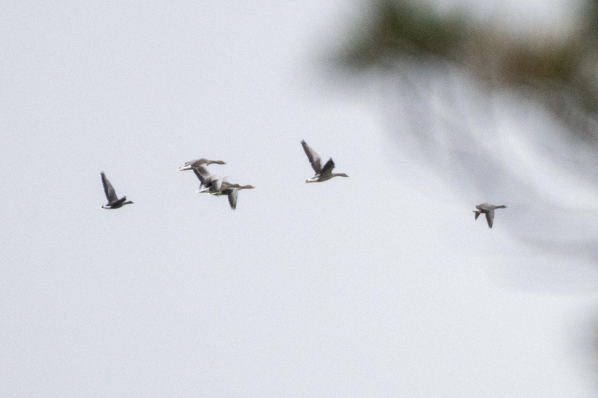 Lesser White-fronted Goose - ML619982620