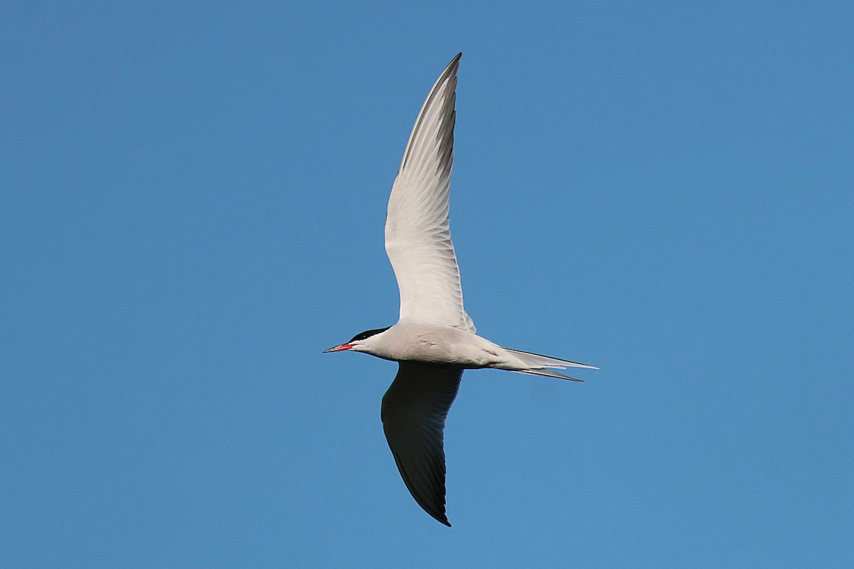 Common Tern - ML619982621