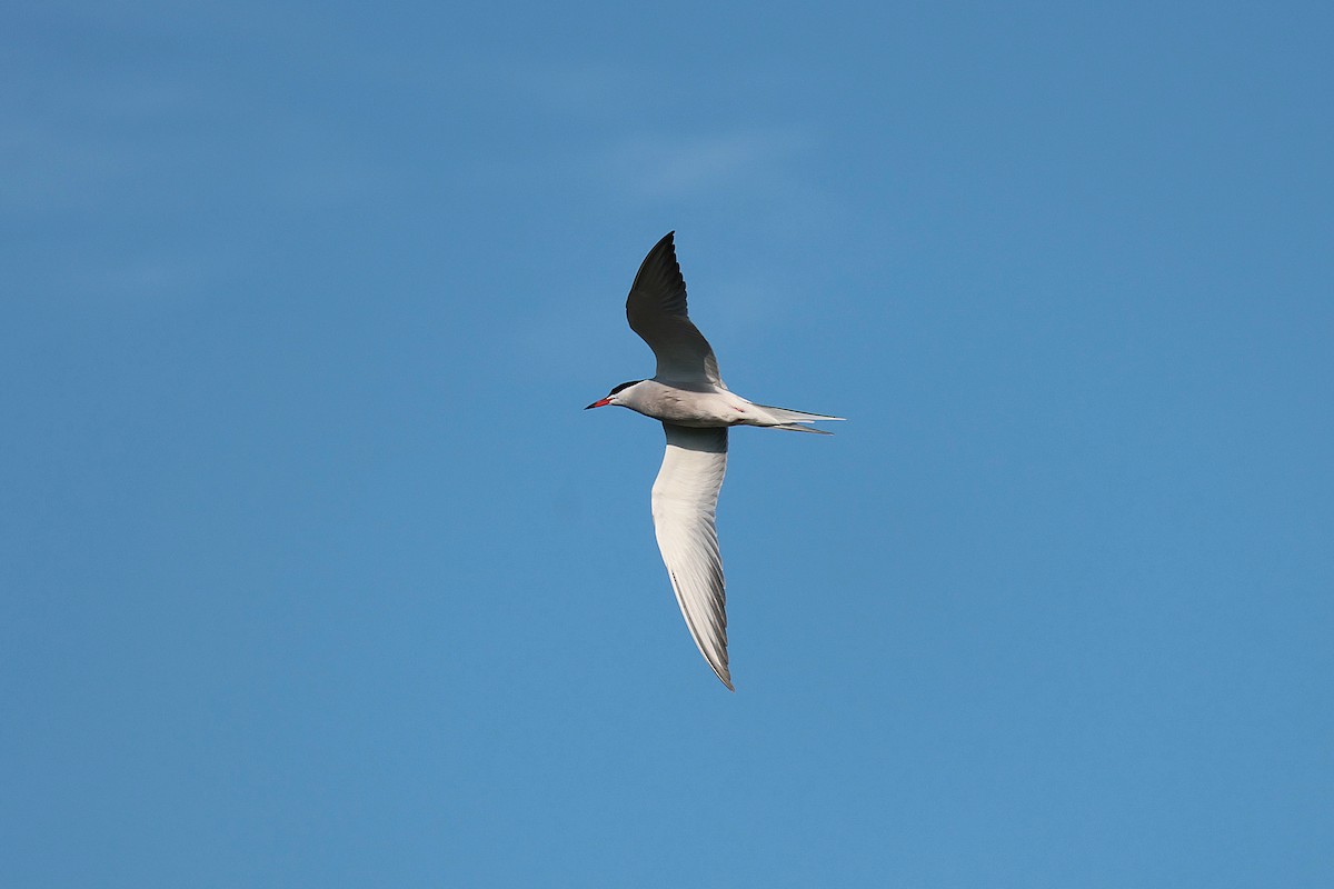 Common Tern - ML619982622