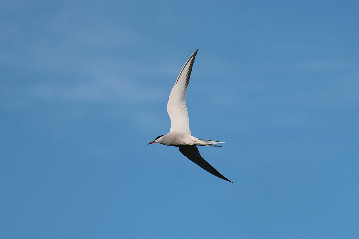 Common Tern - ML619982623