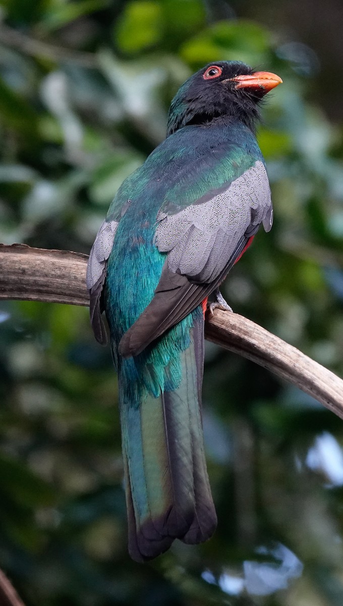 Gri Kuyruklu Trogon - ML619982628