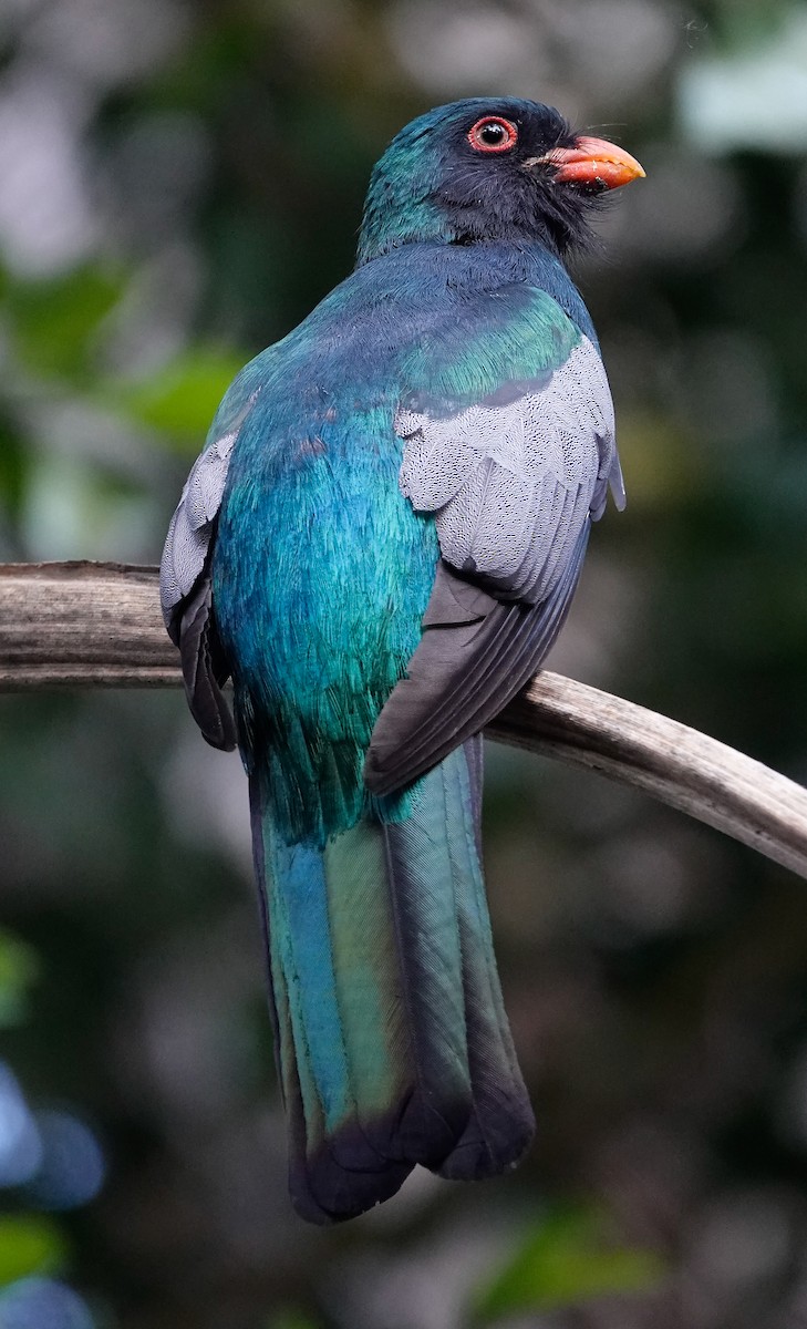 Slaty-tailed Trogon - ML619982631