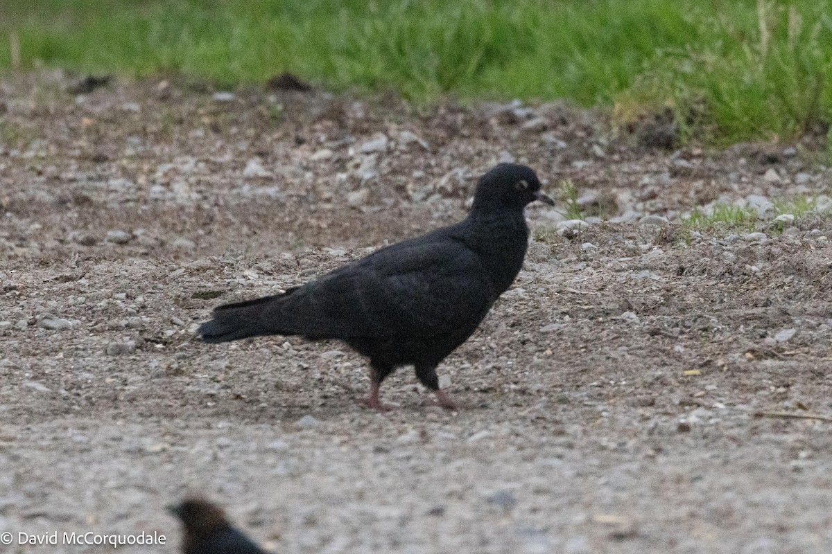 Rock Pigeon (Feral Pigeon) - ML619982643