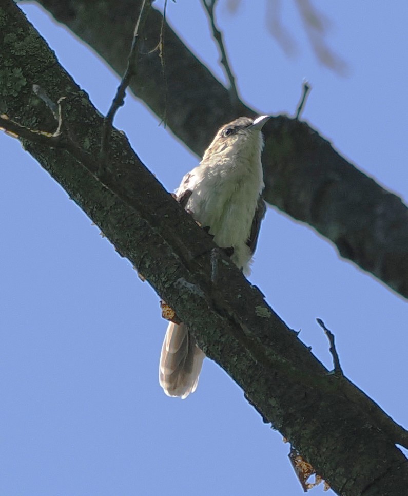 Yellow-billed Cuckoo - ML619982645