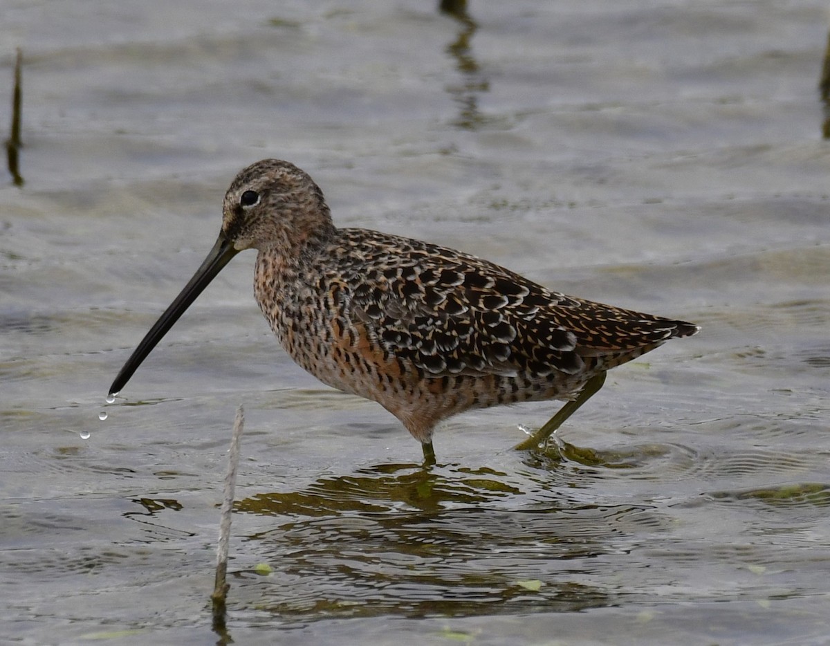 Long-billed Dowitcher - ML619982649