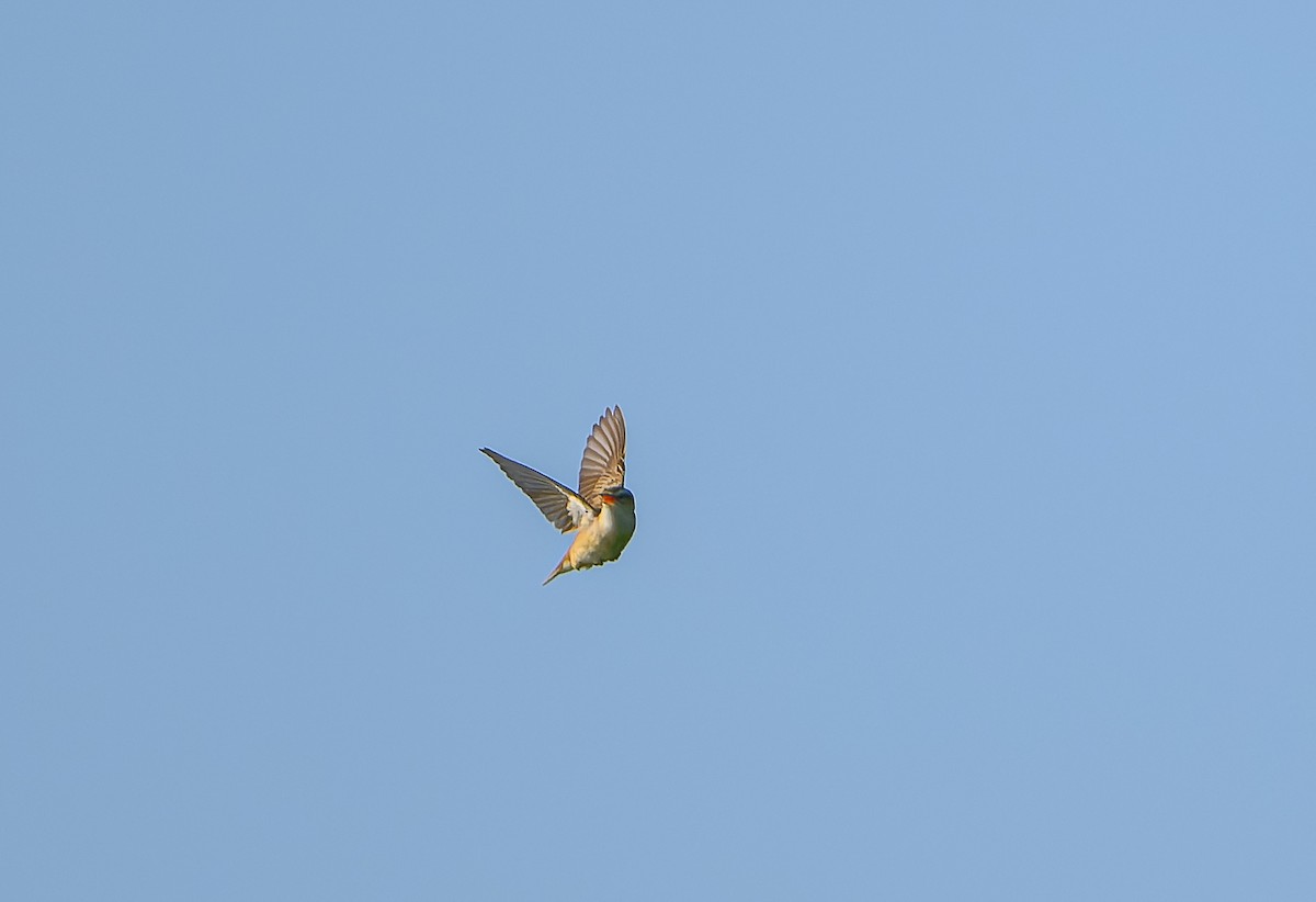 Sedge Warbler - ML619982653