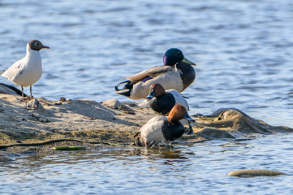 Common Pochard - ML619982655