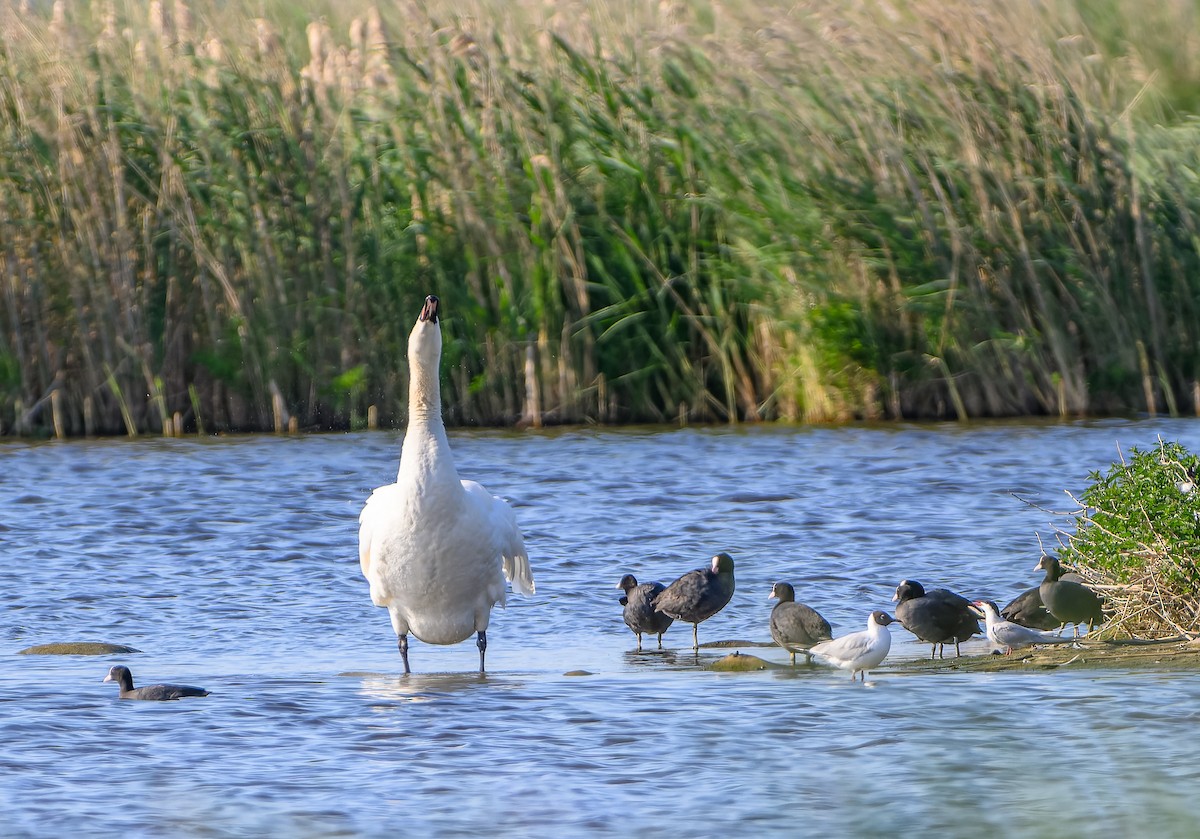 Mute Swan - ML619982658