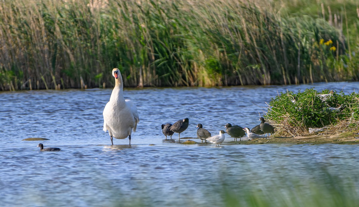 Mute Swan - ML619982659