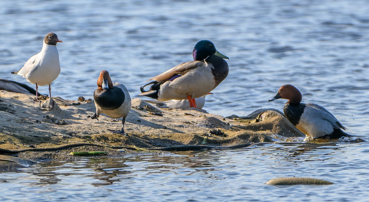 Common Pochard - ML619982661