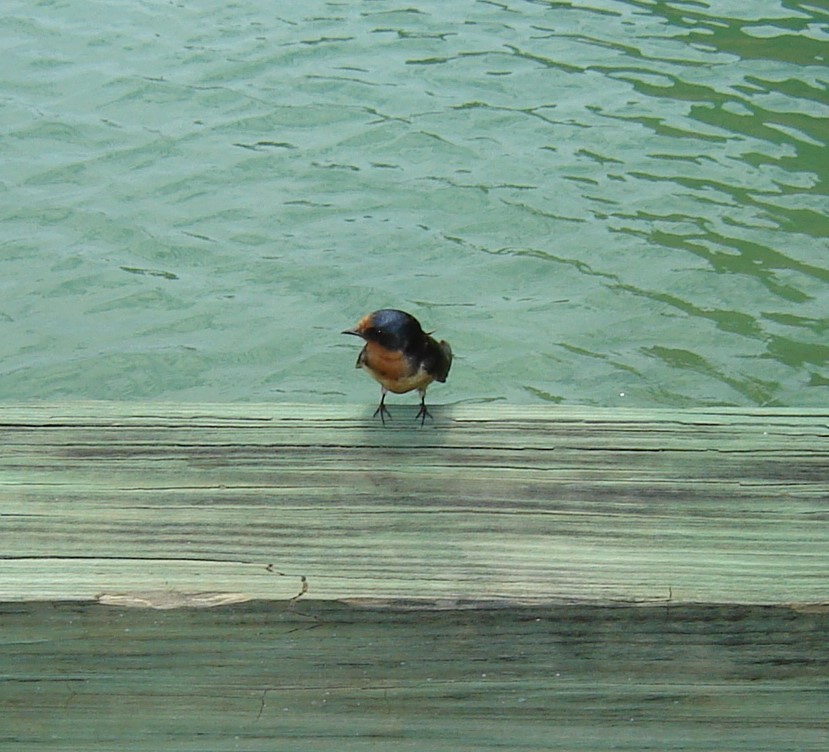 Barn Swallow - David Scott