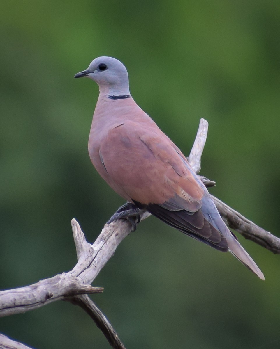 Red Collared-Dove - ML619982664