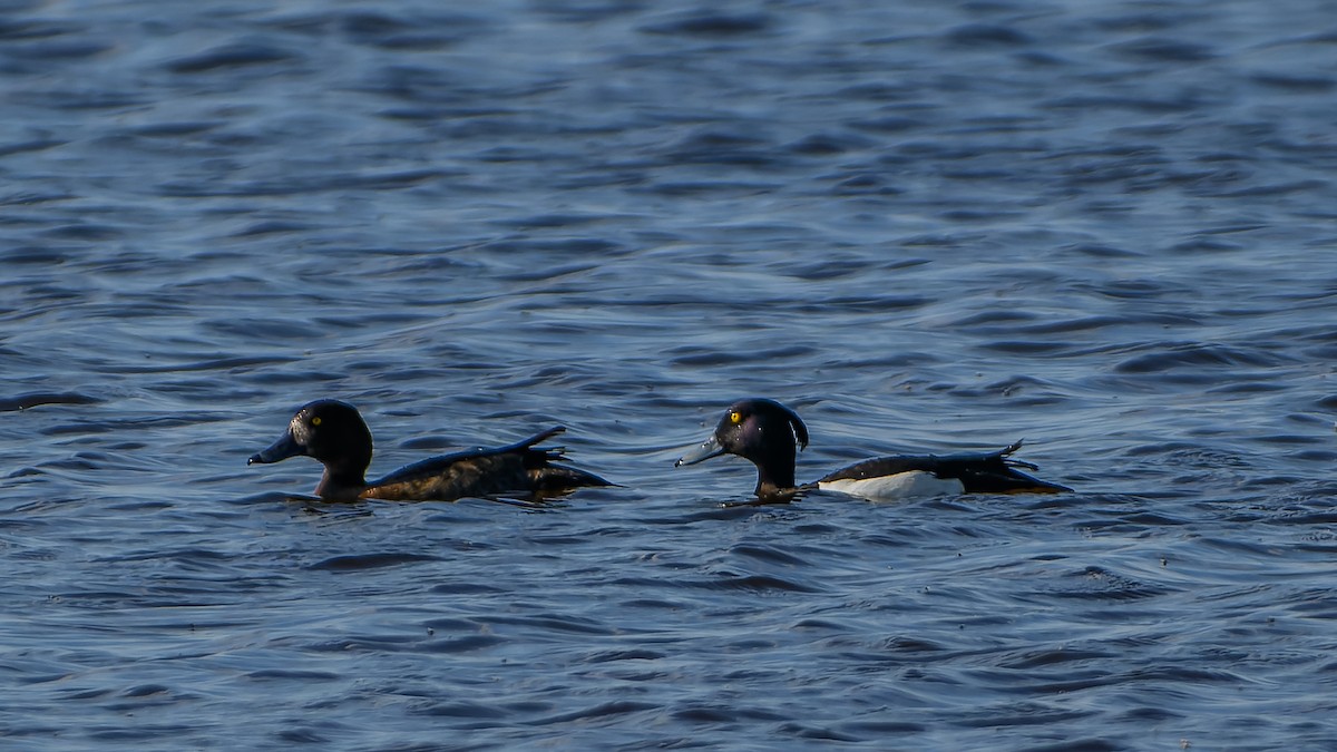 Tufted Duck - ML619982666