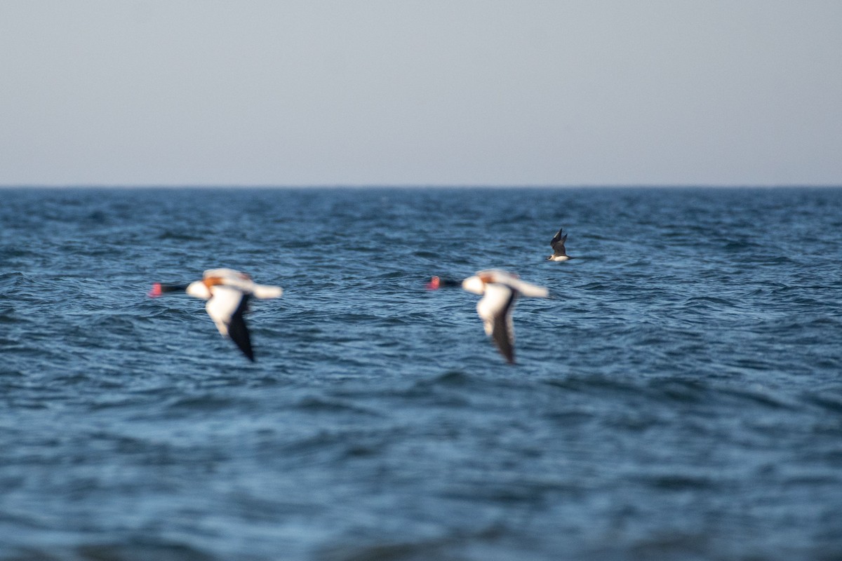 Parasitic Jaeger - ML619982668