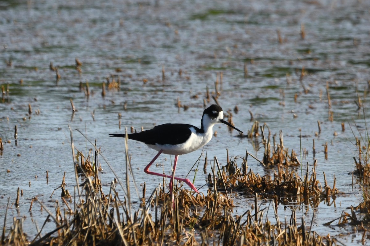 Black-necked Stilt - ML619982674