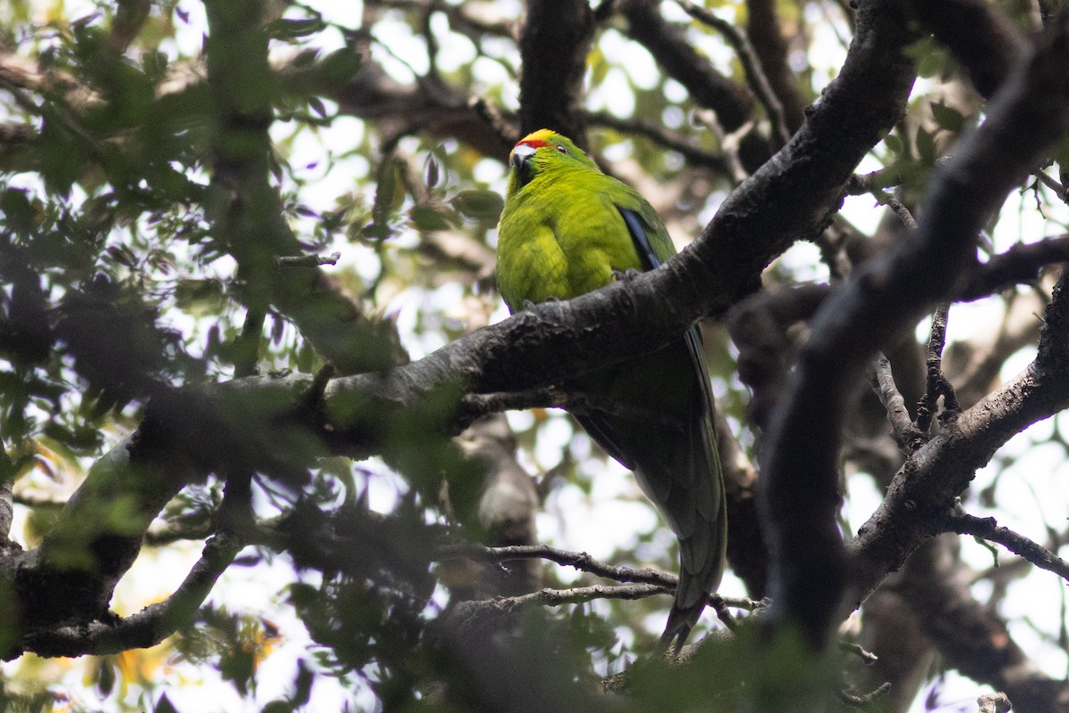 Yellow-crowned Parakeet - ML619982675