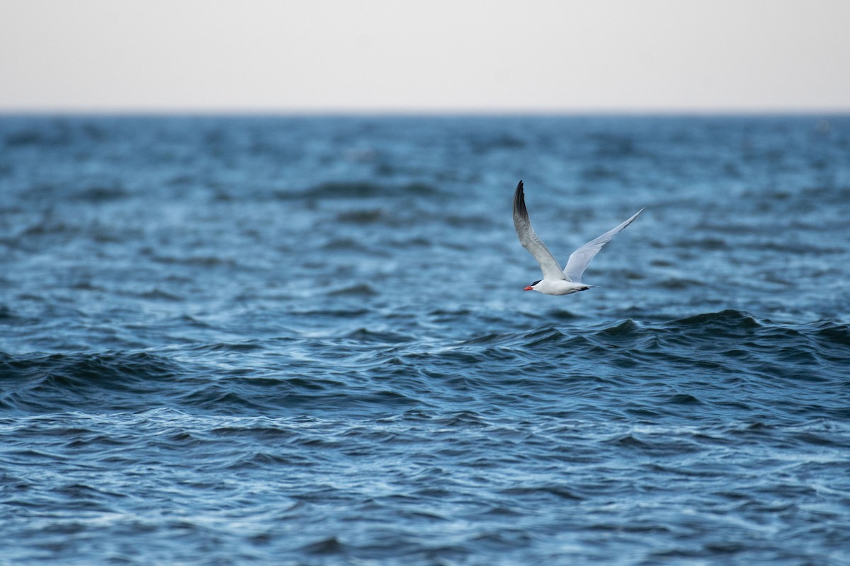 Caspian Tern - ML619982676