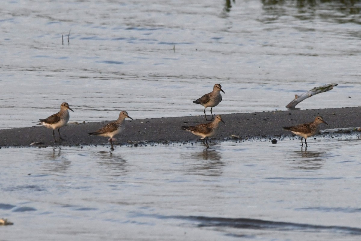 White-rumped Sandpiper - ML619982680