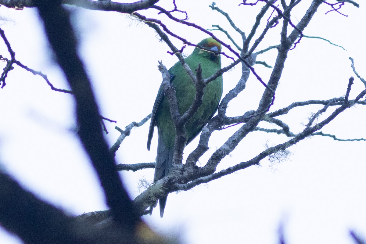 Malherbe's Parakeet - ML619982681