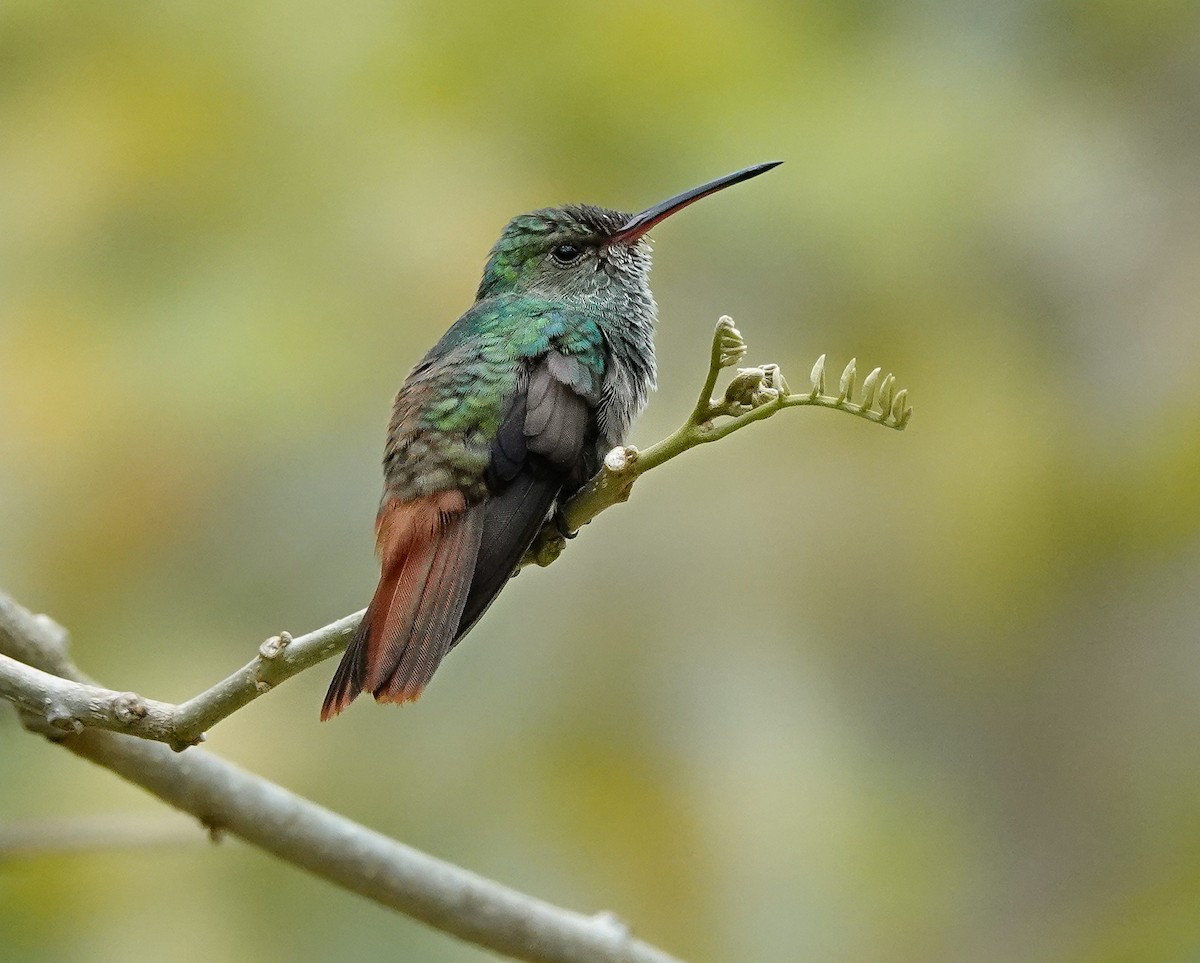 Rufous-tailed Jacamar - ML619982687