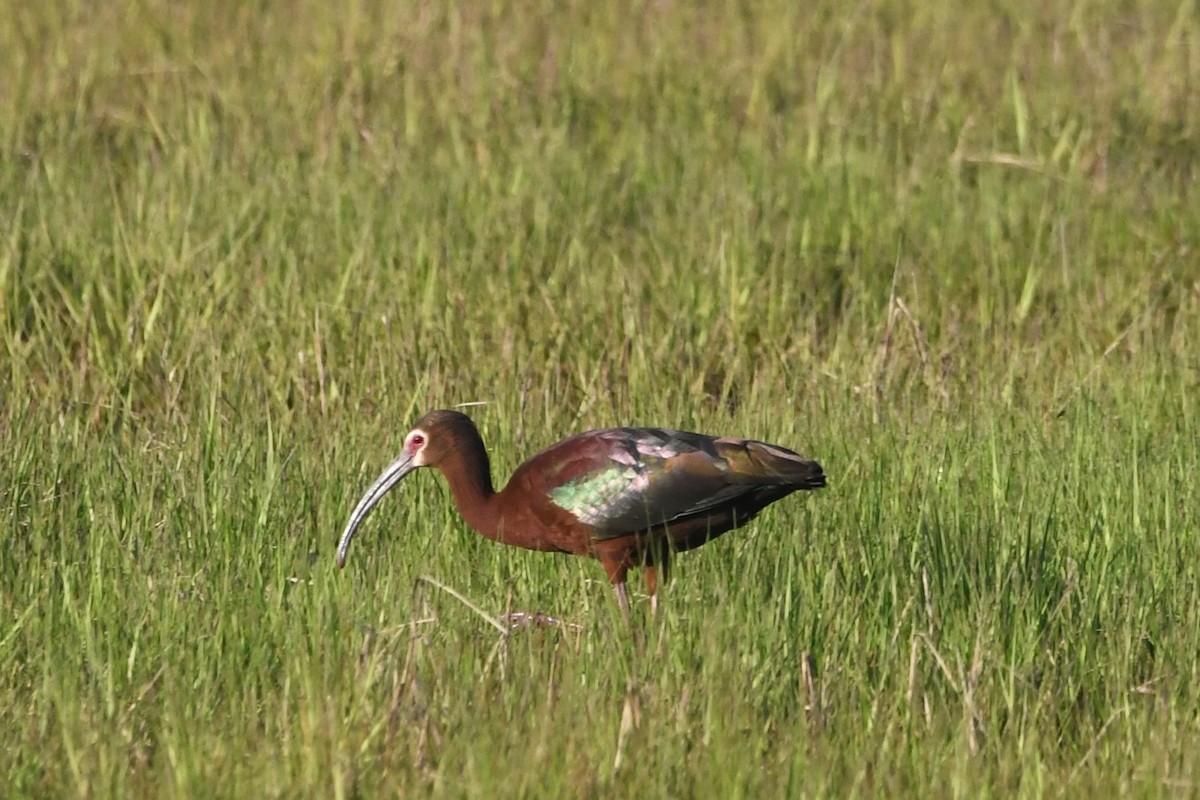 White-faced Ibis - ML619982689