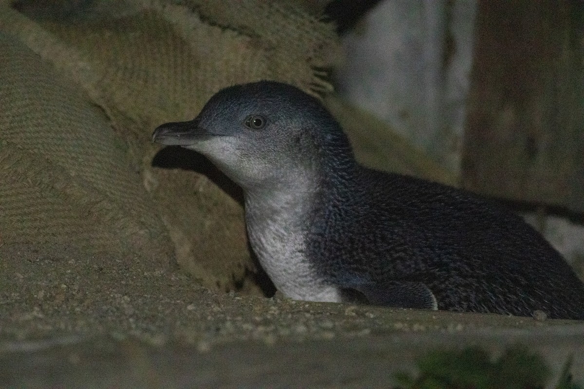 tučňák nejmenší - ML619982691
