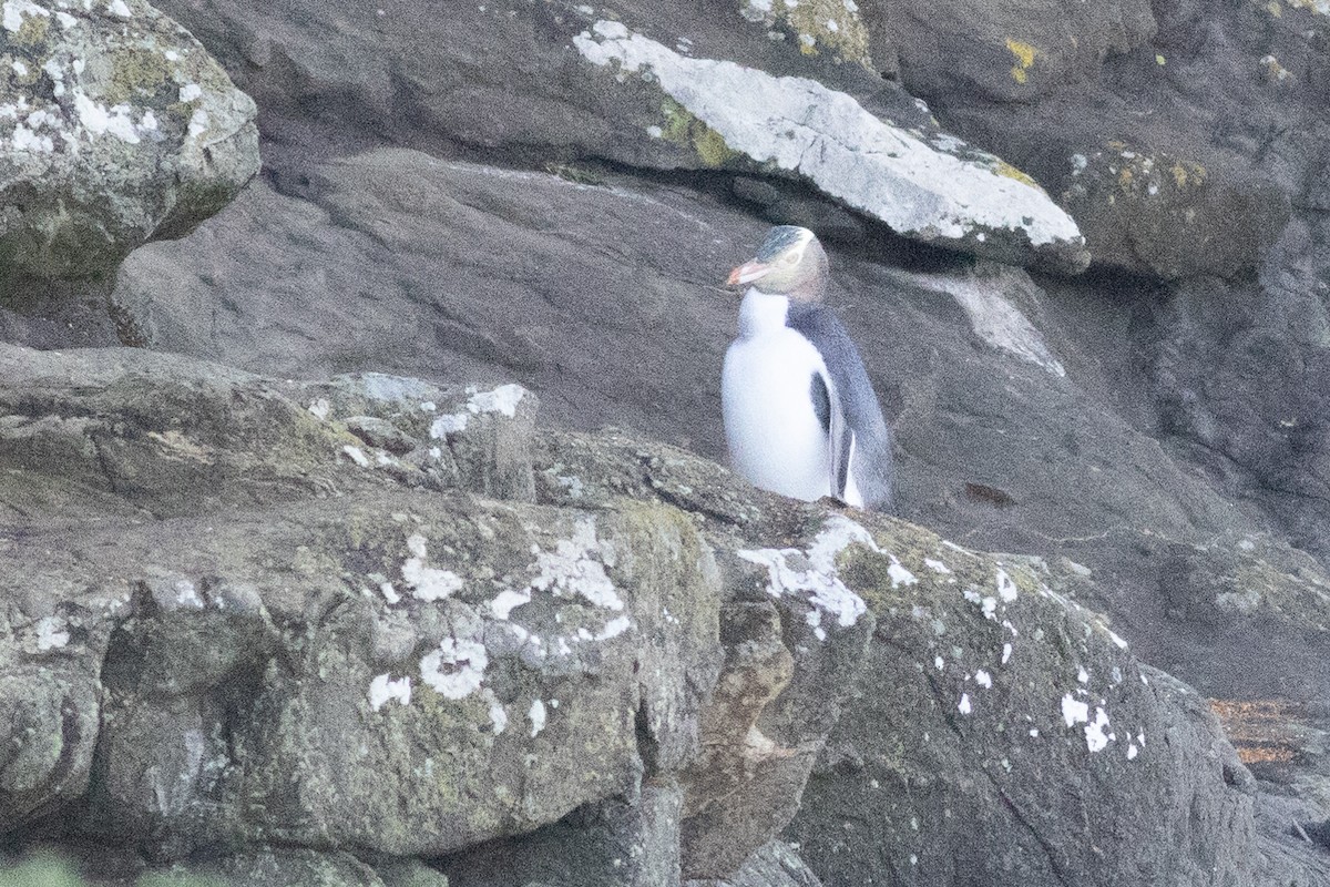 Yellow-eyed Penguin - ML619982692