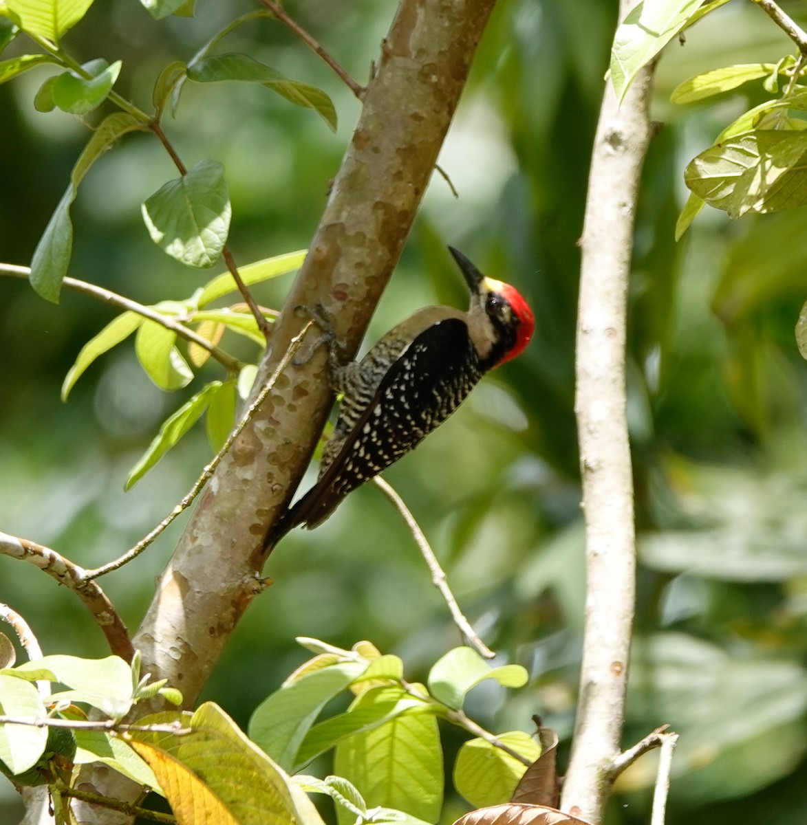 Black-cheeked Woodpecker - ML619982693