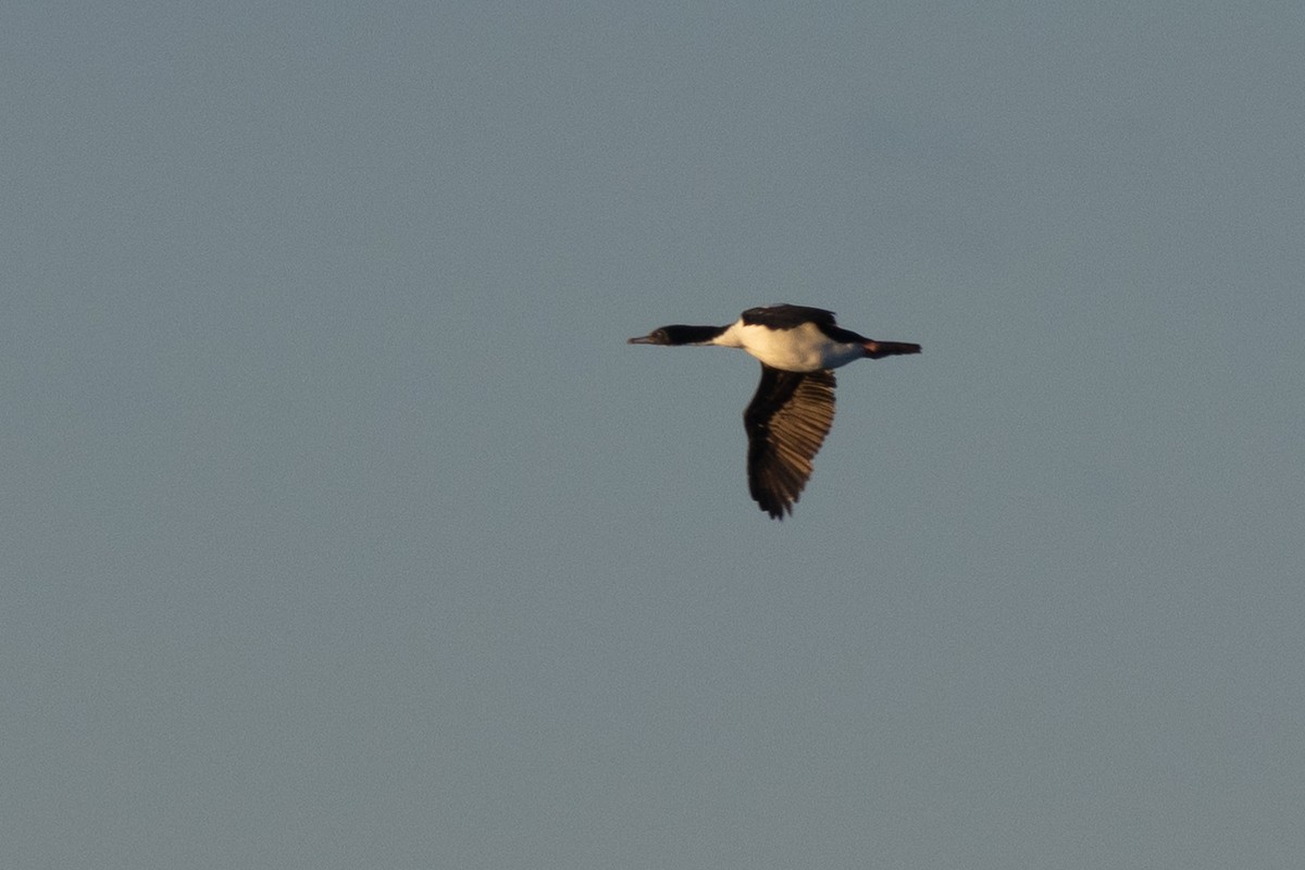 Stewart Island Shag (Otago) - ML619982694