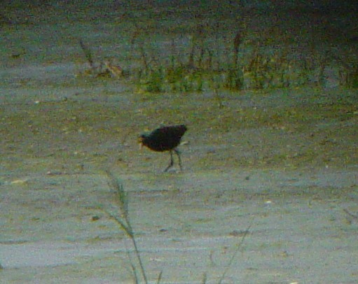 Jacana du Mexique - ML619982695