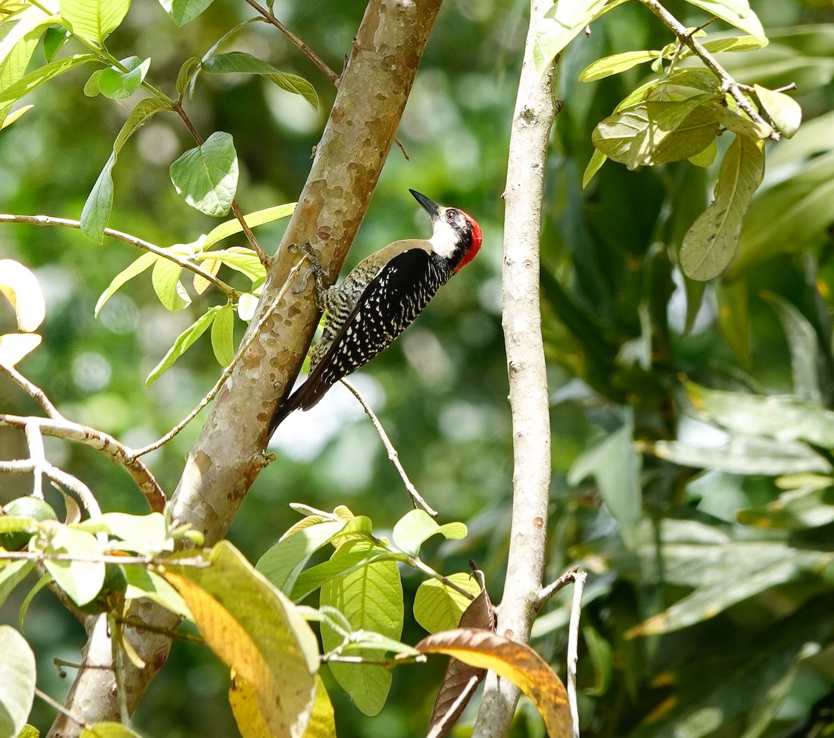Black-cheeked Woodpecker - ML619982697