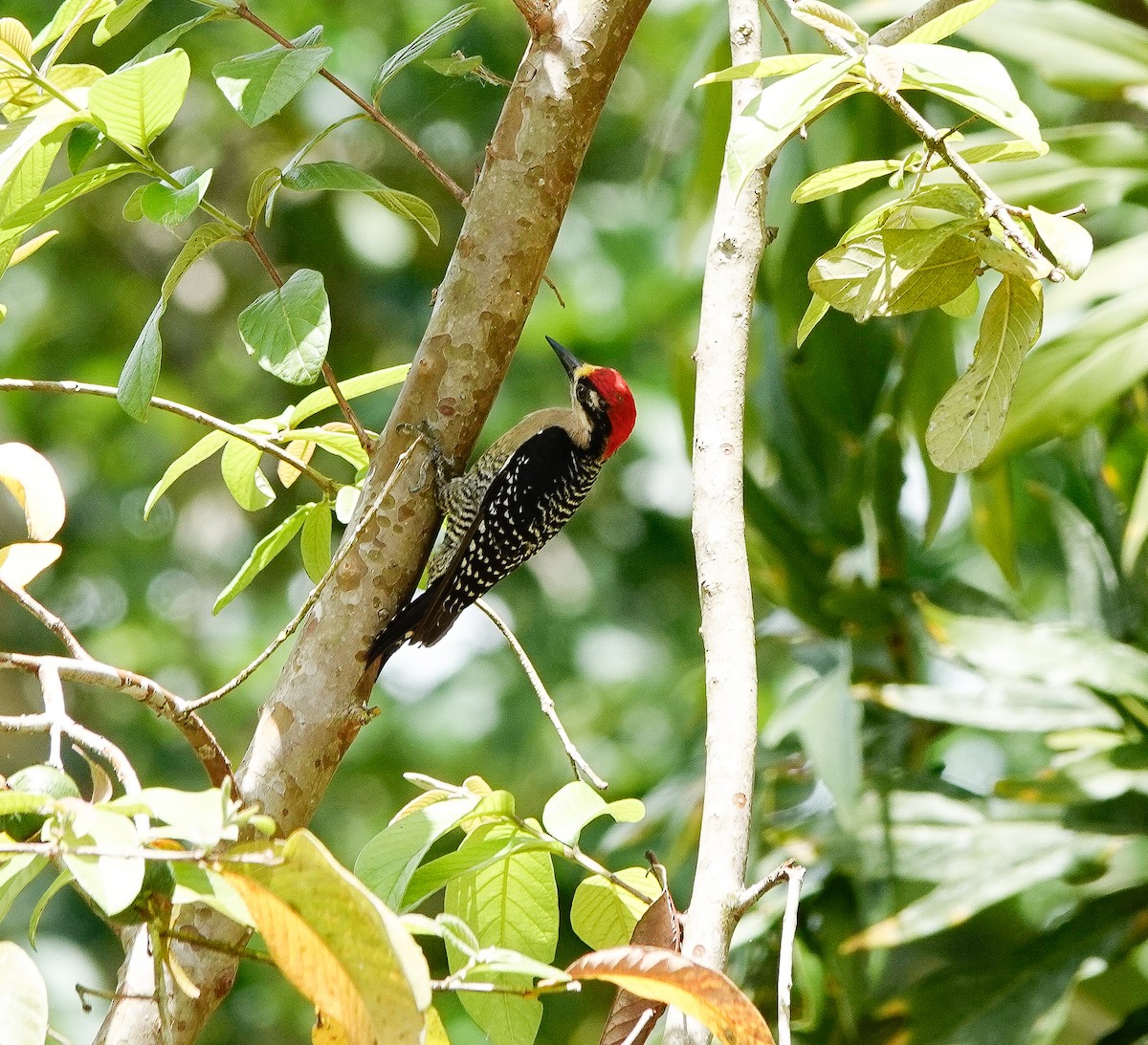 Black-cheeked Woodpecker - ML619982698