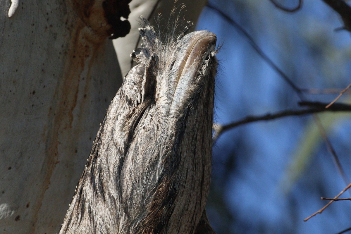 Tawny Frogmouth - ML619982702