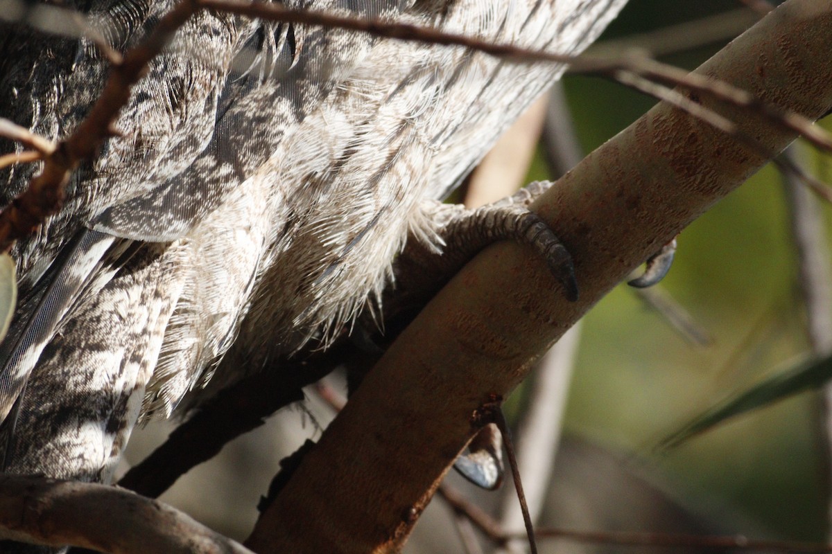 Tawny Frogmouth - ML619982703