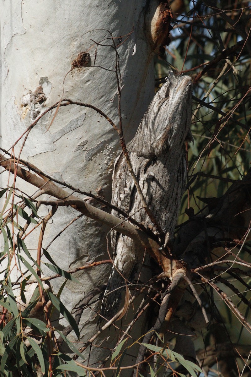 Tawny Frogmouth - ML619982707