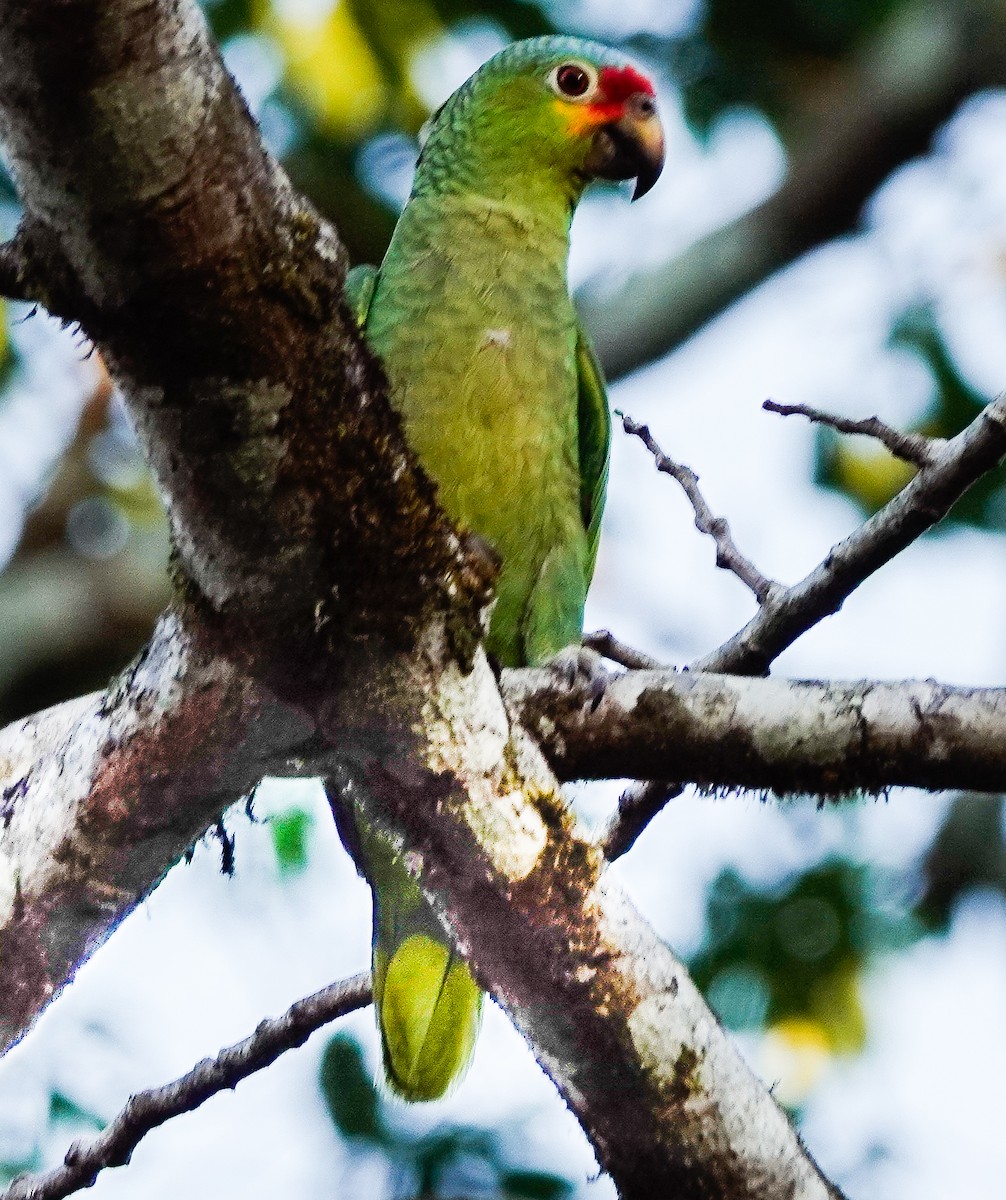 Red-lored Parrot (Red-lored) - ML619982720