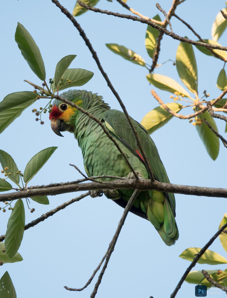 Red-lored Parrot (Red-lored) - ML619982721